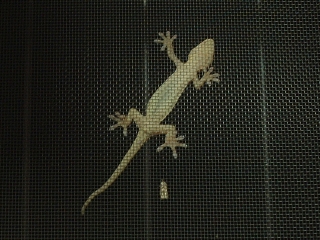 やもり